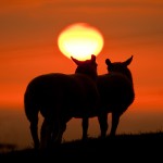Sheep Sunset Tockholes
