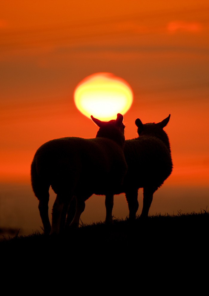 Sheep Sunset Tockholes